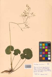 Micranthes nelsoniana subsp. aestivalis (Fisch. & C. A. Mey.) Elven & D. F. Murray, Siberia, Russian Far East (S6) (Russia)