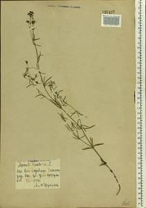 Cynanchica tinctoria (L.) Fourr., Eastern Europe, Central forest-and-steppe region (E6) (Russia)