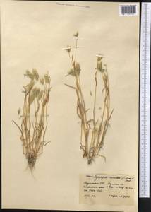 Eremopyrum orientale (L.) Jaub. & Spach, Middle Asia, Karakum (M6) (Turkmenistan)