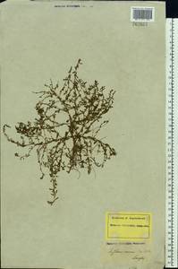 Lythrum nanum Kar. & Kir., Eastern Europe, Lower Volga region (E9) (Russia)
