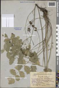 Pimpinella saxifraga L., Eastern Europe, Lower Volga region (E9) (Russia)