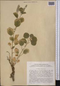 Cullen drupaceum (Bunge)C.H.Stirt., Middle Asia, Pamir & Pamiro-Alai (M2) (Tajikistan)