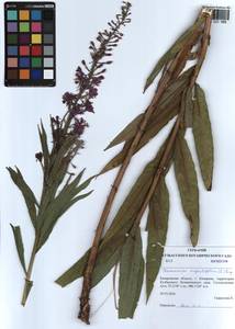 Chamaenerion angustifolium (L.) Scop., Siberia, Altai & Sayany Mountains (S2) (Russia)