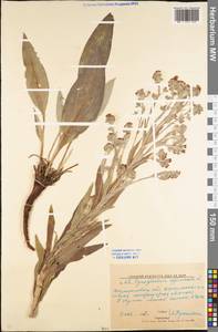 Cynoglossum officinale L., Eastern Europe, North Ukrainian region (E11) (Ukraine)