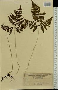Gymnocarpium robertianum (Hoffm.) Newman, Eastern Europe, Volga-Kama region (E7) (Russia)