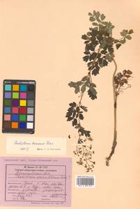 Thalictrum minus subsp. elatum (Jacq.) Stoj. & Stef., Siberia, Russian Far East (S6) (Russia)