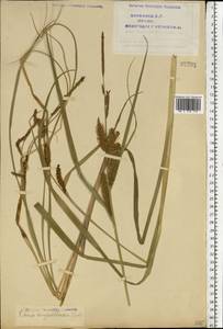 Carex rostrata Stokes, Eastern Europe, Northern region (E1) (Russia)