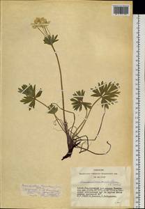 Anemonastrum narcissiflorum subsp. crinitum (Juz.) Raus, Siberia, Altai & Sayany Mountains (S2) (Russia)