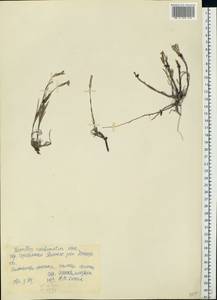Dianthus carbonatus Klokov, Eastern Europe, South Ukrainian region (E12) (Ukraine)