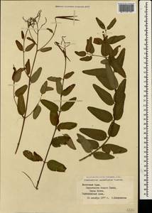 Poacynum sarmatiense (Woodson) Mavrodiev, Laktionov & Yu. E. Alexeev, Crimea (KRYM) (Russia)