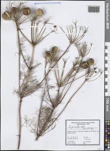 Prangos trifida (Mill.) Herrnst. & Heyn, Western Europe (EUR) (Portugal)