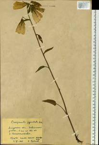 Campanula punctata Lam., Siberia, Russian Far East (S6) (Russia)