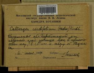 Calliergon cordifolium (Hedw.) Kindb., Bryophytes, Bryophytes - Middle Russia (B6) (Russia)