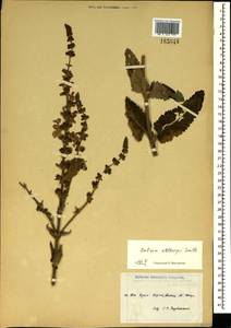 Salvia virgata Jacq., Crimea (KRYM) (Russia)