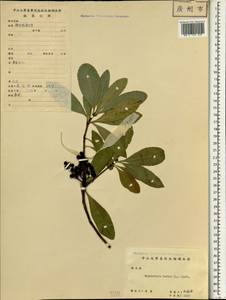 Rhaphiolepis indica (L.) Lindl., South Asia, South Asia (Asia outside ex-Soviet states and Mongolia) (ASIA) (China)