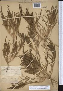Suaeda acuminata (C.A.Mey.) Moq., Middle Asia, Muyunkumy, Balkhash & Betpak-Dala (M9) (Kazakhstan)