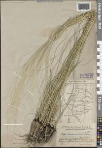 Stipa ucrainica P.A.Smirn., Middle Asia, Caspian Ustyurt & Northern Aralia (M8) (Kazakhstan)