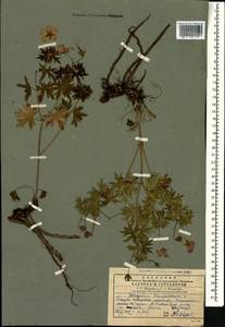 Geranium sanguineum L., Caucasus, Georgia (K4) (Georgia)