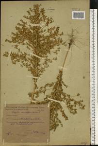Axyris amaranthoides L., Eastern Europe, Eastern region (E10) (Russia)