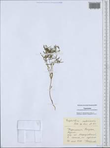 Euphorbia inderiensis Less. ex Kar. & Kir., Middle Asia, Karakum (M6) (Turkmenistan)