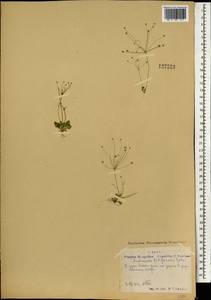Androsace filiformis Retz., Mongolia (MONG) (Mongolia)