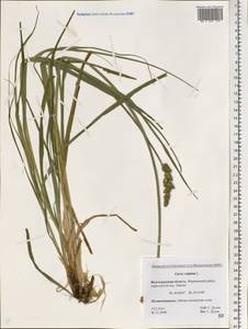 Carex vulpina L., Eastern Europe, Lower Volga region (E9) (Russia)