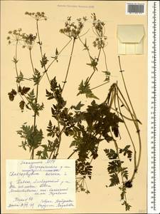 Chaerophyllum aureum L., Caucasus, Stavropol Krai, Karachay-Cherkessia & Kabardino-Balkaria (K1b) (Russia)