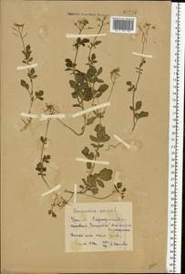 Cardamine amara L., Eastern Europe, Eastern region (E10) (Russia)