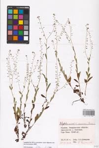 Myosotis nemorosa Besser, Eastern Europe, West Ukrainian region (E13) (Ukraine)