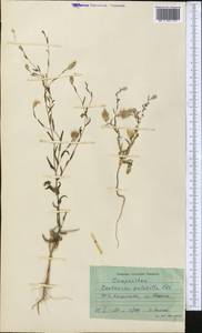 Centaurea pulchella Ledeb., Middle Asia, Syr-Darian deserts & Kyzylkum (M7)