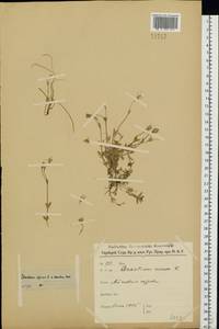 Cerastium alpinum L., Eastern Europe, Northern region (E1) (Russia)