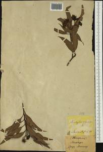 Corymbia gummifera (Gaertn.) K.D. Hill & L.A.S. Johnson, Australia & Oceania (AUSTR) (Australia)