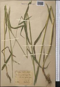 Elymus drobovii (Nevski) Tzvelev, Middle Asia, Western Tian Shan & Karatau (M3) (Kazakhstan)