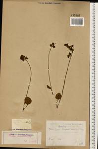 Pyrola chlorantha Sw., Eastern Europe, Eastern region (E10) (Russia)