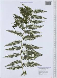 Pteridium aquilinum (L.) Kuhn, Caucasus, Black Sea Shore (from Novorossiysk to Adler) (K3) (Russia)