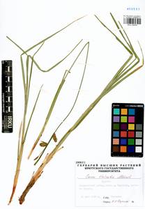 Carex vesicata Meinsh., Siberia, Baikal & Transbaikal region (S4) (Russia)