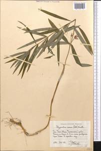 Polygonatum roseum (Ledeb.) Kunth, Middle Asia, Western Tian Shan & Karatau (M3) (Kyrgyzstan)