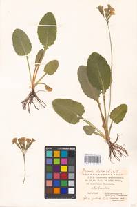 Primula elatior (L.) L., Western Europe (EUR) (Germany)