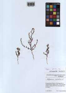 Polygonum aviculare subsp. neglectum (Besser) Arcang., Siberia, Altai & Sayany Mountains (S2) (Russia)