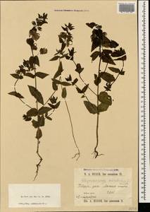 Rhynchocorys orientalis (L.) Benth., Caucasus, Stavropol Krai, Karachay-Cherkessia & Kabardino-Balkaria (K1b) (Russia)