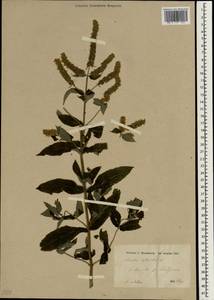 Mentha longifolia subsp. longifolia, South Asia, South Asia (Asia outside ex-Soviet states and Mongolia) (ASIA) (Iraq)