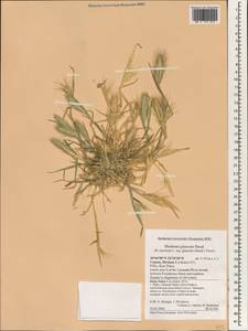 Hordeum murinum subsp. glaucum (Steud.) Tzvelev, South Asia, South Asia (Asia outside ex-Soviet states and Mongolia) (ASIA) (Cyprus)