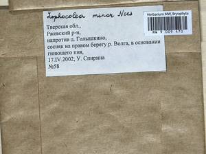 Lophocolea minor Nees, Bryophytes, Bryophytes - Middle Russia (B6) (Russia)