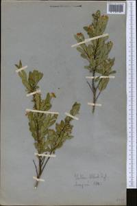 Wikstroemia alberti (Regel) Mottet, Middle Asia, Western Tian Shan & Karatau (M3) (Kazakhstan)