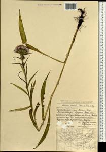 Saussurea acuminata Turcz. ex Fisch. & C. A. Mey., Mongolia (MONG) (Mongolia)