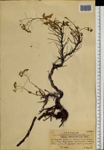 Hylotelephium populifolium (Pall.) H. Ohba, Siberia, Altai & Sayany Mountains (S2) (Russia)