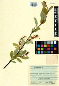 Salix hastata L., Siberia, Central Siberia (S3) (Russia)