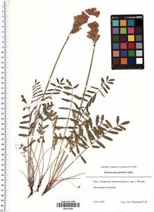 Hedysarum gmelinii Ledeb., Eastern Europe, Middle Volga region (E8) (Russia)