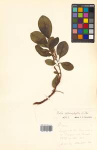 Salix sphenophylla A. K. Skvortsov, Siberia, Russian Far East (S6) (Russia)