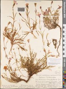 Dianthus chinensis L., Siberia, Yakutia (S5) (Russia)